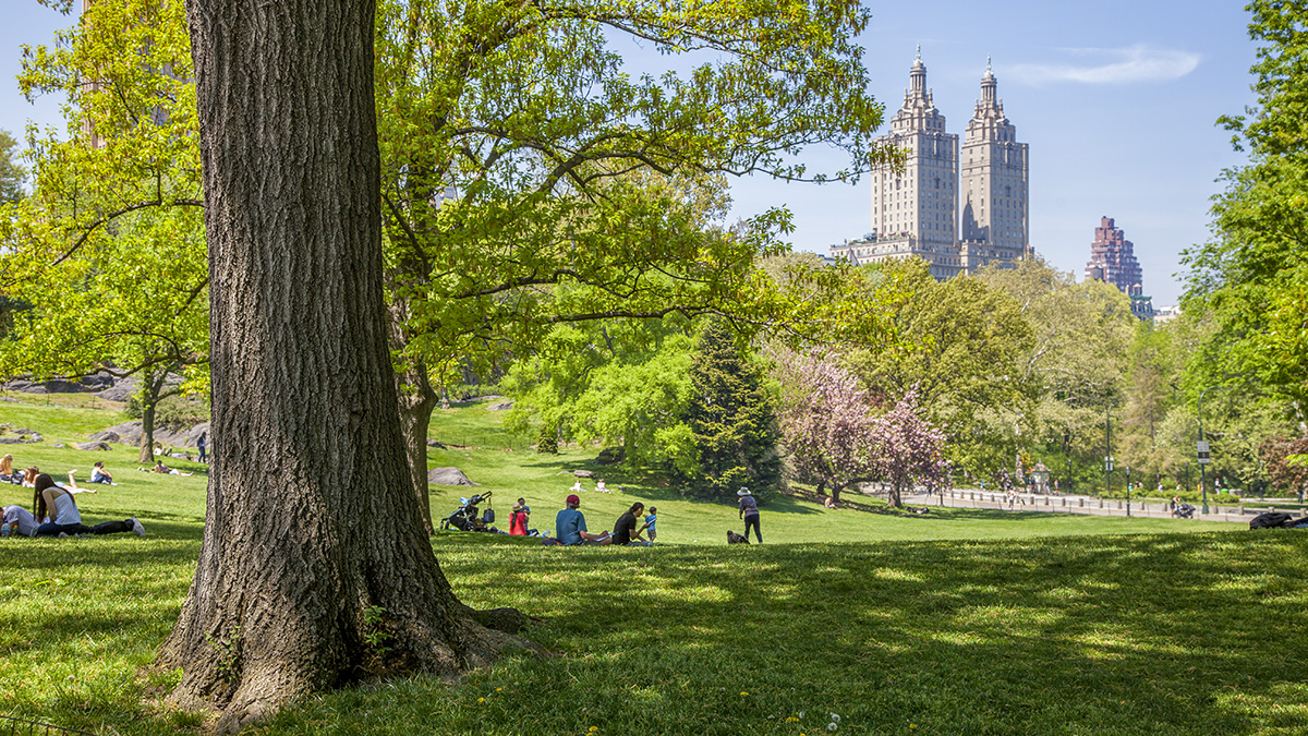 Central Park The Cultural Landscape Foundation